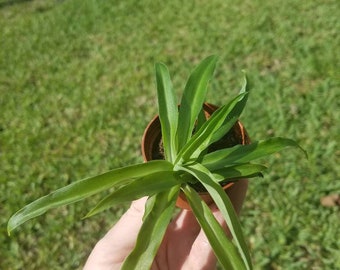 Live Solid Green Spider Plant In 2" Pot - Easy Growth - Air Purifying House Plant