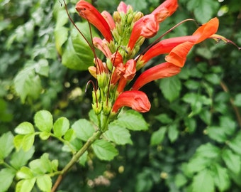 Cape Honeysuckle - Tecomaria Capensis - Attracts Butterflies & Hummingbirds - Rooted Plant