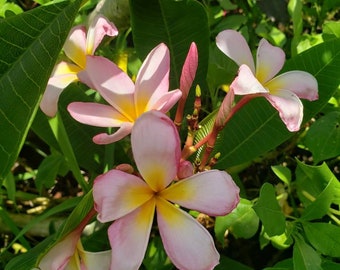 Rooting Plumeria Frangipani *Pink*- Beautiful Hawiian Flower