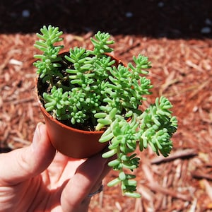 Sedum Album Green Ice Flowering Stone Crop Fast Growing Creeping Ground Cover image 1