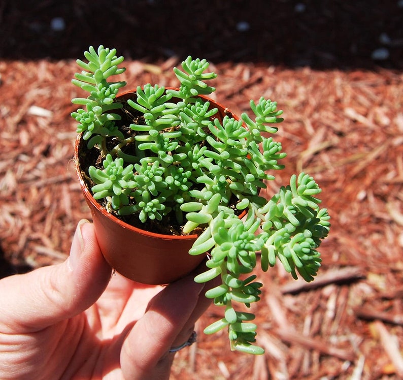 Sedum Album Green Ice Flowering Stone Crop Fast Growing Creeping Ground Cover Bild 1