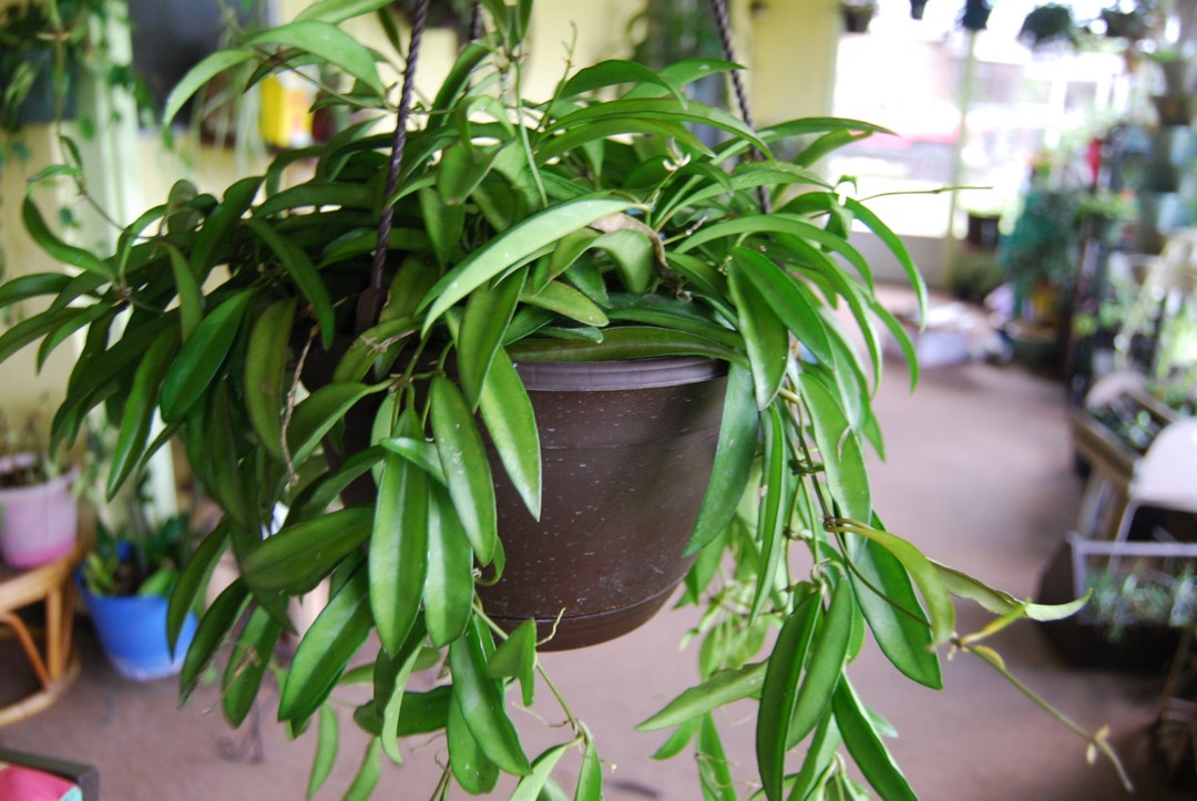 Hoya Wayetii – Pretty Flowering Tropical Outdoor or House Plant