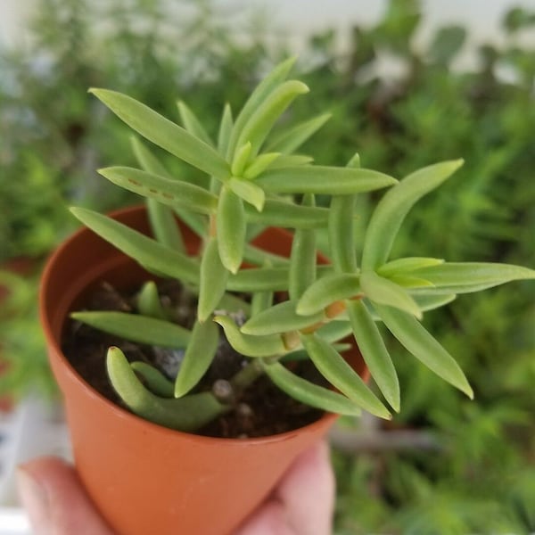 Miniature Pine Tree - Crassula Tetragona - Live Rooted Plant 2" Pot