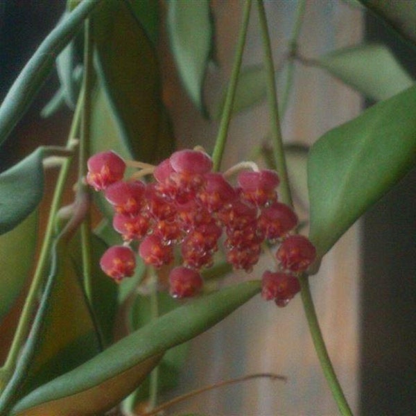 Hoya Bilobata – Easy Care Flowering Tropical Outdoor & House Plant