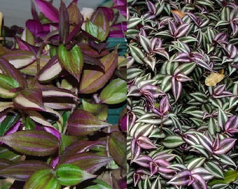 2 Types - Green & Purple Wandering Jewel Tradescantia - House Plants - Easy Care!