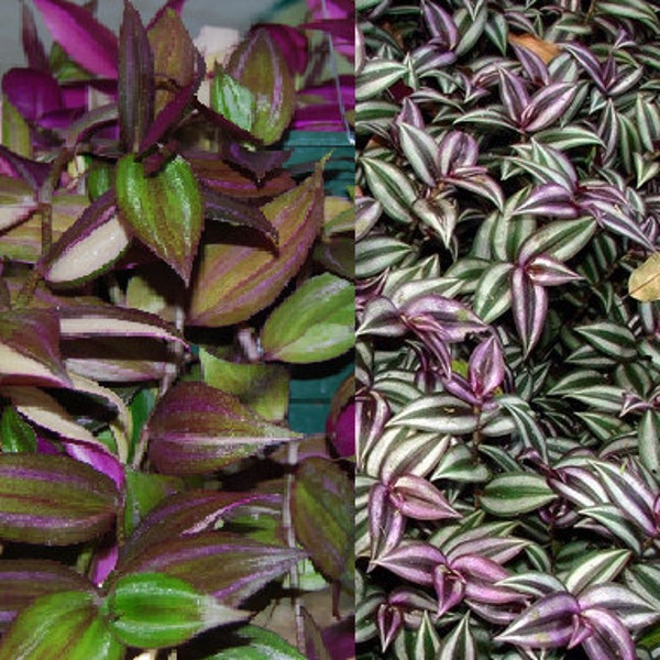 2 Types - Green & Purple Wandering Jewel Tradescantia - House Plants - Easy Care!