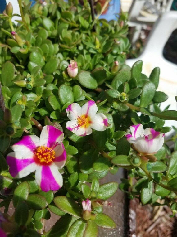 Pink Lady Purple White Stripe Single Flower Purslane Etsy