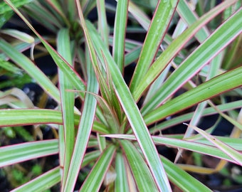 Dracaena Marginata 'Bicolor' Madagascar Cane Dragon Tree