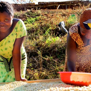 1lb/30lb - Tanzania Peaberry – Specialty Grade – Unroasted Green Coffee Beans - Fresh Current Crop African Coffee image 9