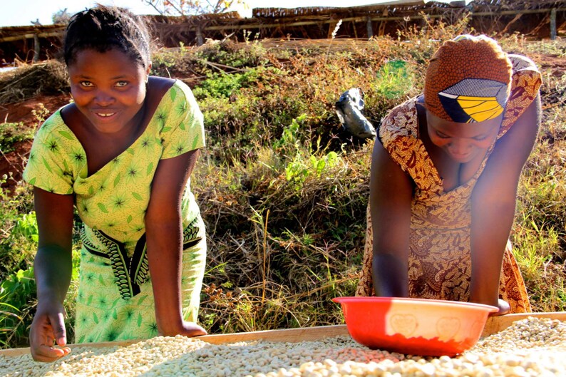 1lb/30lb - Tanzania Peaberry – Specialty Grade – Unroasted Green Coffee Beans - Fresh Current Crop African Coffee image 9