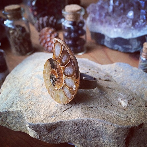 Ammonite fossil ring