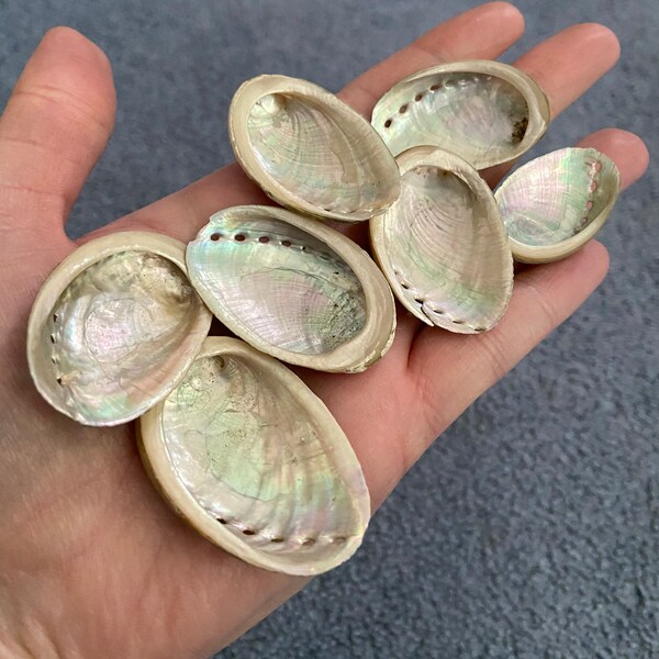 Set of 10 abalone seashell OOAK fairy mermaid base idea