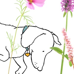 May include: A white dog with a blue collar and a yellow heart-shaped tag is sniffing a pink flower. The dog is looking down at the flower. There are other flowers in the background.