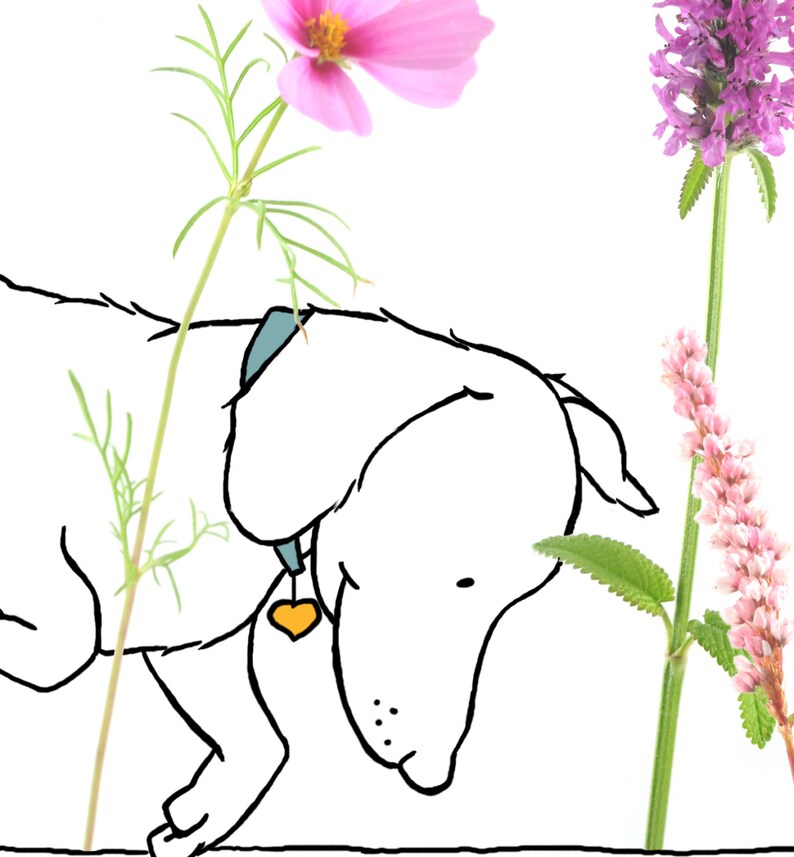 May include: A white dog with a blue collar and a yellow heart-shaped tag is sniffing a pink flower. The dog is looking down at the flower. There are other flowers in the background.