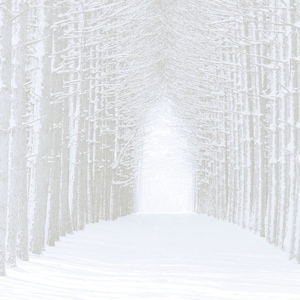 May include: A snowy path through a forest of bare trees. The trees are lined up on either side of the path, creating a tunnel effect. The snow is white and fluffy, and the trees are bare and gray.