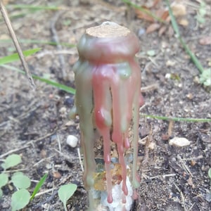 Forest Spell/Devotional Bottle ~ For Grounding, Earth Connection, Earth Magic
