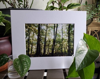 Forest Horizon III - Natur, Michigan, Wald, Wald, Wald, mattierte Fotografie