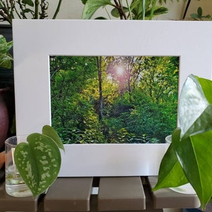 Canopy Sunbeams II - Nature, Michigan, forest, woodlands, matted photography