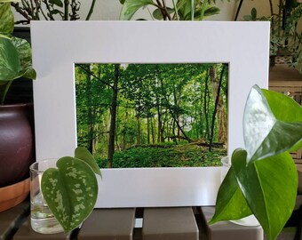 Forest Horizon I - Nature, Michigan, forest, woodlands, matted photography