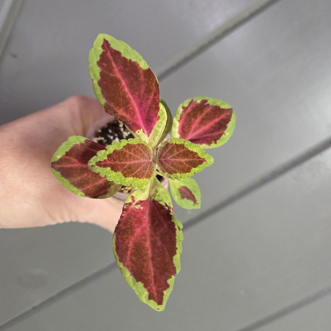 Ruby Ruffles Coleus Coleus - Fairway Ruby Variegated Plant - 2