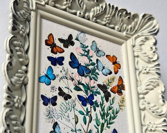 Mini Masterpiece - Vintage Painting - European Butterflies & Moths by William Forsell Kirby - Framed Premium Canvas Artwork  4 1/2" x 4 1/4"