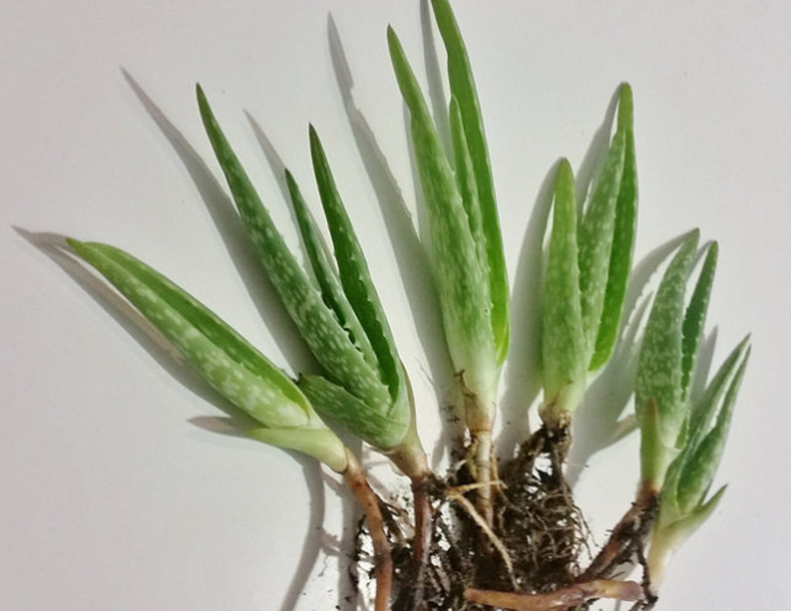 Five Plants Live 6 To 8 Inch Bare Root Aloe Vera Etsy