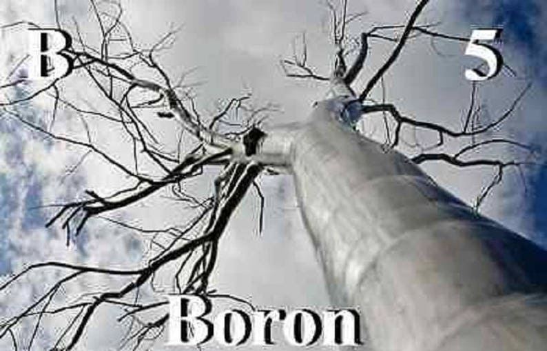 May include: A black and white image of a tree with bare branches reaching up towards a cloudy sky. The word "Boron" is written in white letters at the bottom of the image, and the number "5" is written in white letters at the top right of the image. The letter "B" is written in white letters at the top left of the image.
