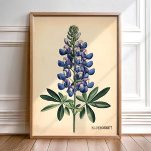 Vintage botanische print Bluebonnet Wall Art Texas Home decor natuurliefhebber cadeau botanische muur kunst zuidelijke boerderij decor Wildflower kunst
