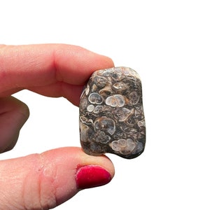 May include: A smooth, grey and white agate stone with a swirling pattern. The stone is about the size of a fingertip.