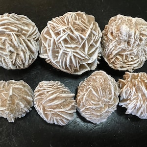 May include: Seven desert rose formations, also known as selenite rose, are displayed. These mineral formations have a layered, petal-like appearance, with a light tan and white color palette. The formations vary in size and shape.