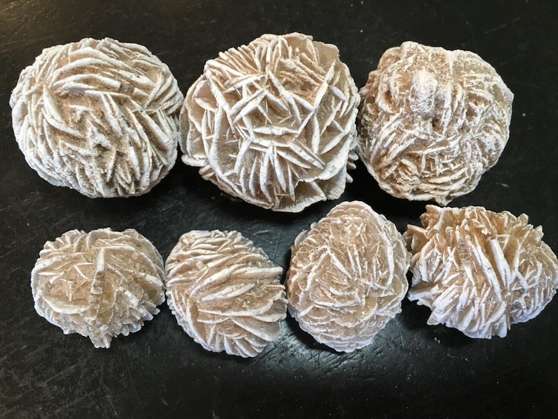May include: Seven desert rose formations, also known as selenite rose, are displayed. These mineral formations have a layered, petal-like appearance, with a light tan and white color palette. The formations vary in size and shape.