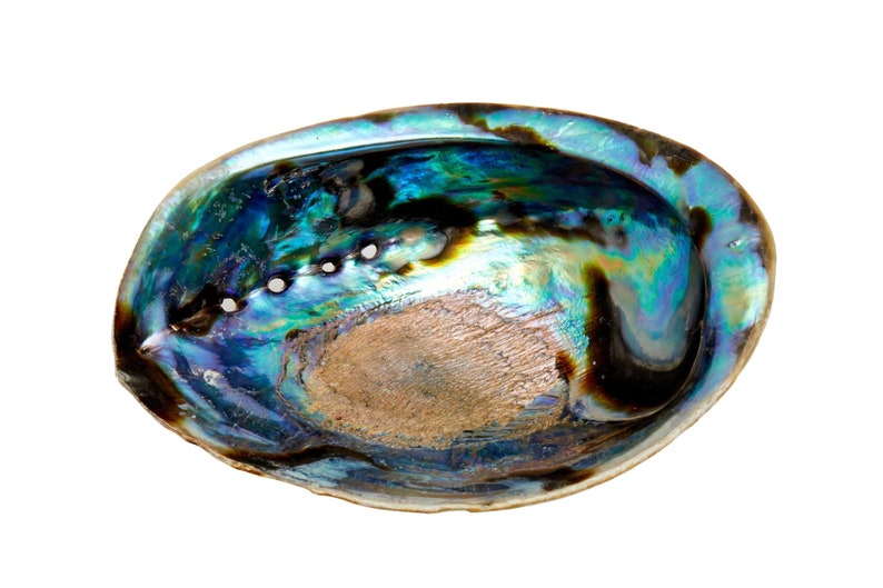 Abalone Shell 56 Large Abalone Shell Rainbow Abalone Shell Natural Abalone Shell Bowl Crystal Holder Cleansing Stick Holder image 7