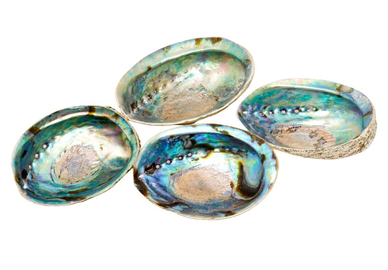 Abalone Shell 56 Large Abalone Shell Rainbow Abalone Shell Natural Abalone Shell Bowl Crystal Holder Cleansing Stick Holder image 8