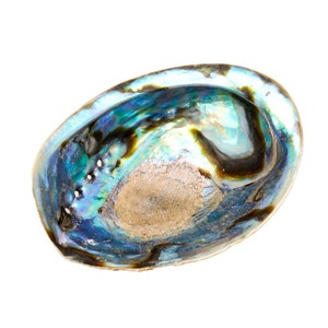 Abalone Shell 56 Large Abalone Shell Rainbow Abalone Shell Natural Abalone Shell Bowl Crystal Holder Cleansing Stick Holder image 3