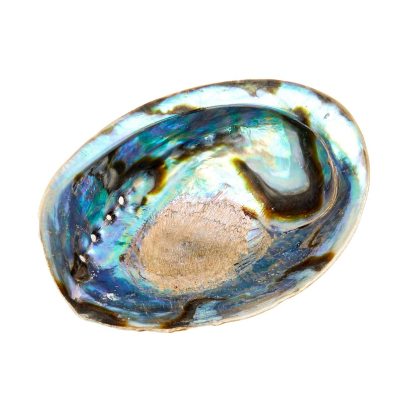 Abalone Shell 56 Large Abalone Shell Rainbow Abalone Shell Natural Abalone Shell Bowl Crystal Holder Cleansing Stick Holder image 3