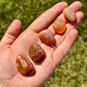 May include: Five polished, oval-shaped gemstones in shades of orange and brown are displayed in an open hand. The stones have unique patterns and textures, with some showing a web-like design. The background is a blurred green lawn.