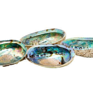 Abalone Muschel 5 6 Große Abalone Muschel Regenbogen Abalone Muschel Natürliche Abalone Muschelschale Kristallhalter Reinigungsstabhalter Bild 5
