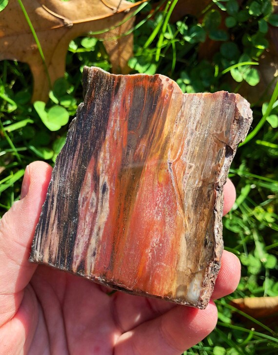 滋賀県の石、おそらく石化した木、, 700g アリゾナ州 化石の森国立公園