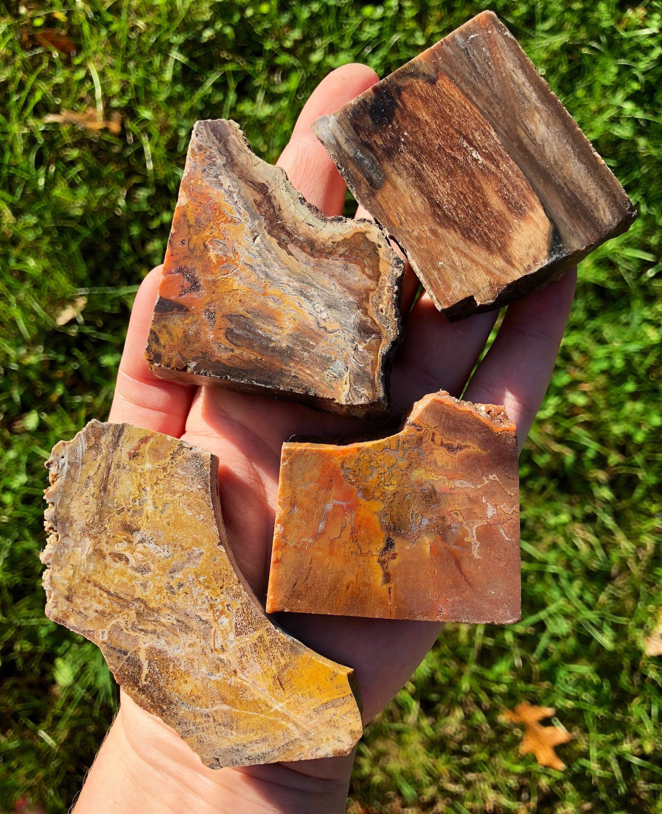 化石木石（1.5インチ～4インチ）化石木板 - 化石木片 - 化石標本