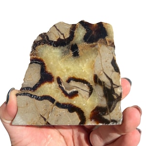 Septarian Stone Slice (0.5&quot; - 4.5&quot;) Rough Septarian Crystal Slab - Septarian Stone Slab - Crystals and Stones - Yellow Calcite Slab