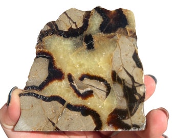 Rebanada de piedra septaria (1,27 cm - 11,44 cm) - Losa de cristal septariano en bruto - Losa de piedra septaria - Cristales y piedras - Losa de calcita amarilla