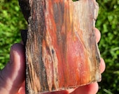 化石木石（1.5インチ～4インチ）化石木板 - 化石木片 - 化石標本