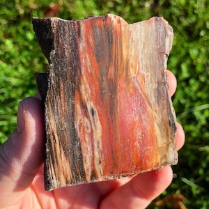 Petrified Wood Stone (1.5"-4") Petrified Wood Slab - Petrified Wood Slice - Fossil Specimen - Fossilized Wood - Healing Crystals and Stones