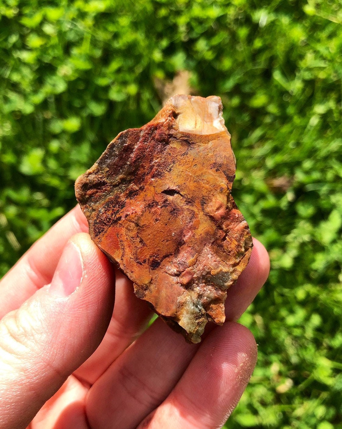 未加工の珪化木石 - 未加工の珪化木板 - 未加工の珪化木 - 化石化した