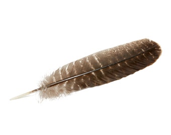 Turkey Barred Feather - Size 10" to 12" - Fanning Feather - Energy Cleansing - Feathers for Decoration - Feather for Crafts - Turkey Feather