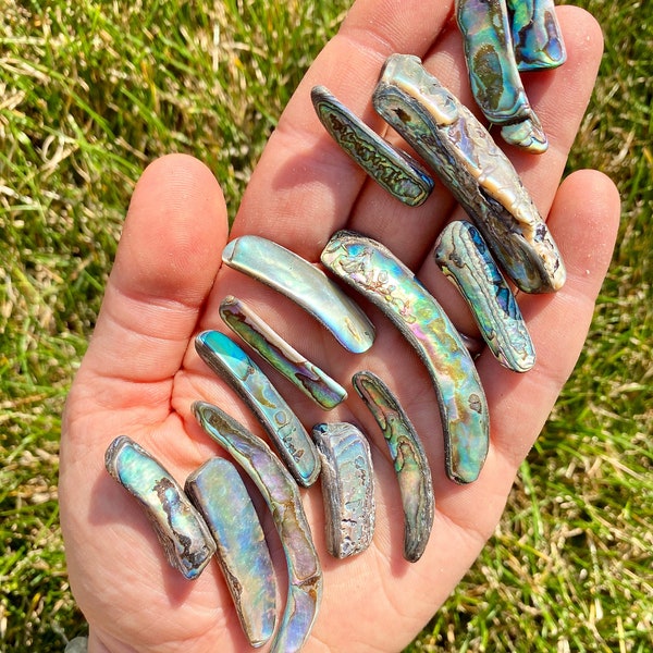 Polished Abalone Shell Rims - Abalone Shell Chips - Multiple Sizes Available - Rainbow Abalone Shell - Polished Abalone Shell Pieces