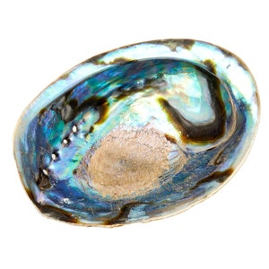 Abalone Shell 56 Large Abalone Shell Rainbow Abalone Shell Natural Abalone Shell Bowl Crystal Holder Cleansing Stick Holder image 9