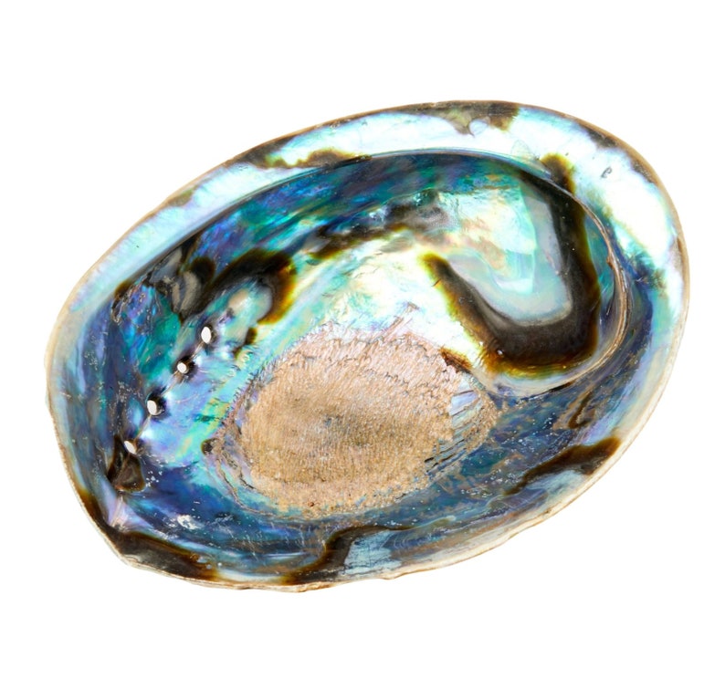 Abalone Shell 56 Large Abalone Shell Rainbow Abalone Shell Natural Abalone Shell Bowl Crystal Holder Cleansing Stick Holder image 9