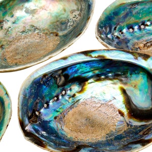 Abalone Muschel 5 6 Große Abalone Muschel Regenbogen Abalone Muschel Natürliche Abalone Muschelschale Kristallhalter Reinigungsstabhalter Bild 2