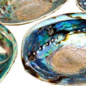 Abalone Shell 56 Large Abalone Shell Rainbow Abalone Shell Natural Abalone Shell Bowl Crystal Holder Cleansing Stick Holder image 10